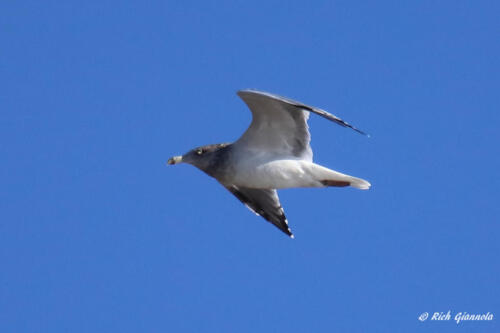 A Ring-Billed Gull with a big, yellow eye