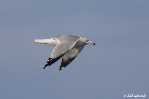 A Ring-Billed Gull on the wing