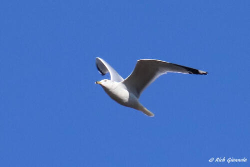 A Ring-Billed Gull gliding by