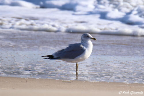 Ring-Billed Gull on the beach