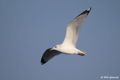 A Ring-Billed Gull cruising by