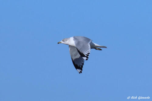 Ring-Billed Gull