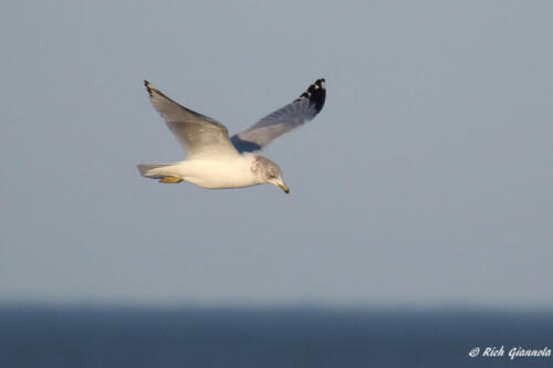 Ring-Billed Gull