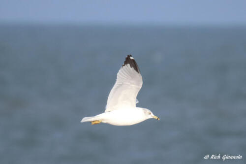 Ring-Billed Gull