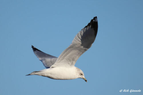 Ring-Billed Gull