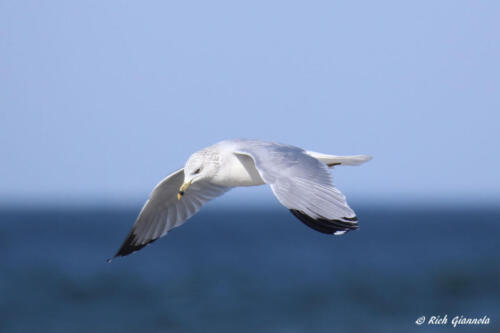 Ring-Billed Gull