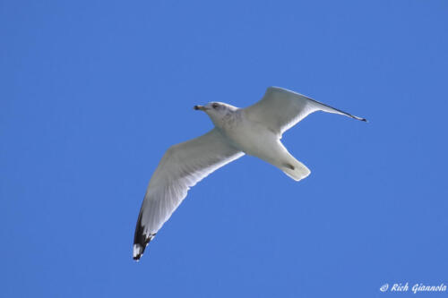 Ring-Billed Gull