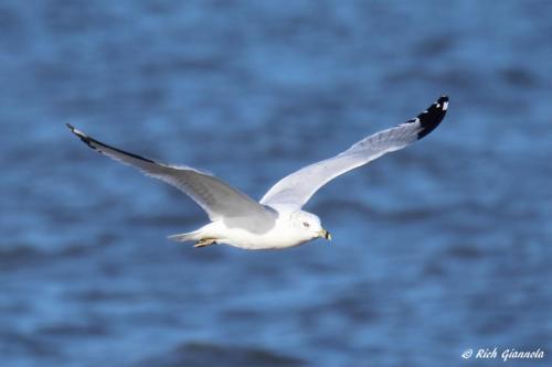 Ring-Billed Gull