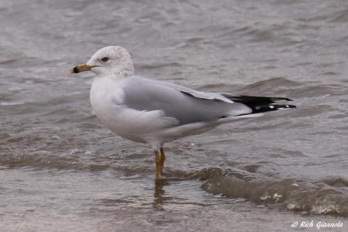 Ring-Billed Gull