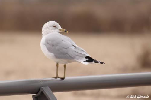 Ring-Billed Gull