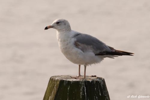 Ring-Billed Gull