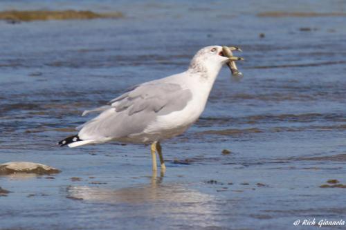 Ring-Billed Gull