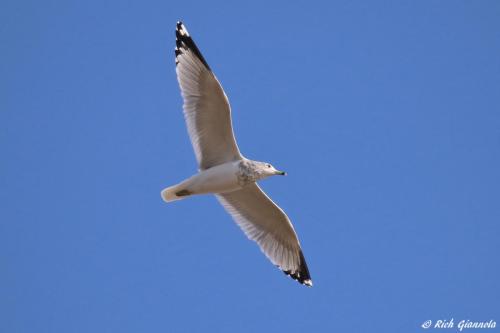 Ring-Billed Gull