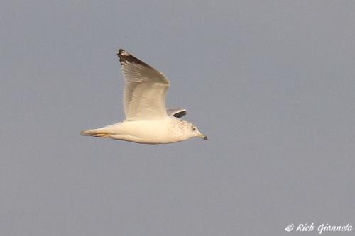 Ring-Billed Gull