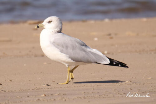 Ring-Billed Gull strolling on the beach