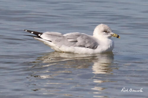 Ring-Billed Gull taking a swim