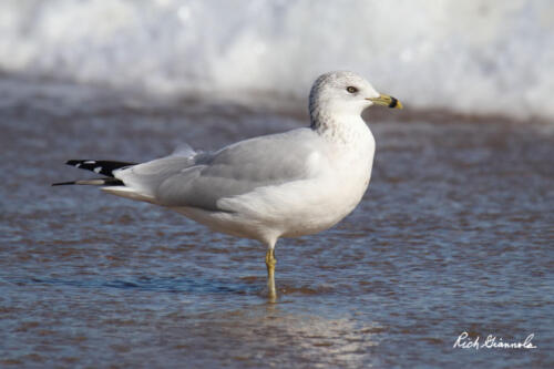 Ring-Billed Gull standing in front of waves at the beach