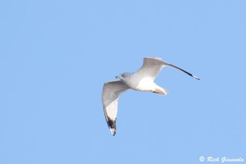 Ring-Billed Gull