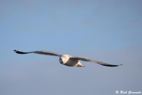 Ring-Billed Gull