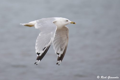 Ring-Billed Gull