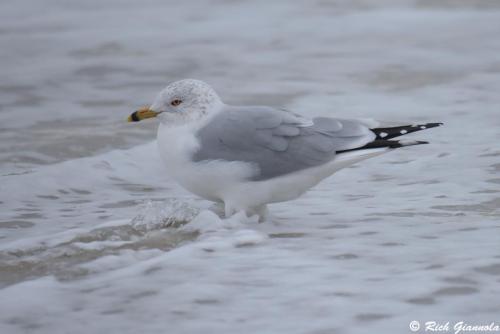 Ring-Billed Gull