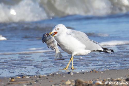 Ring-Billed Gull