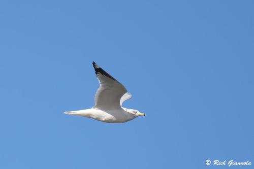 Ring-Billed Gull