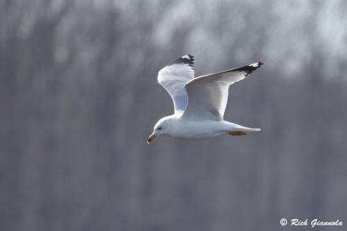 Ring-Billed Gull