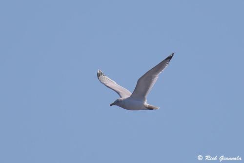 Ring-Billed Gull