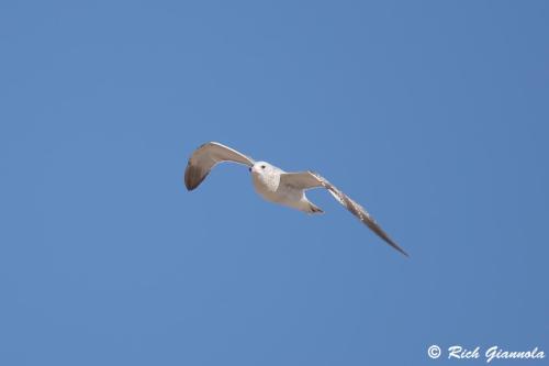 Ring-Billed Gull