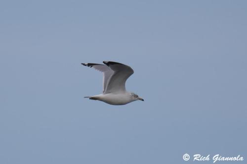 Ring-Billed Gull