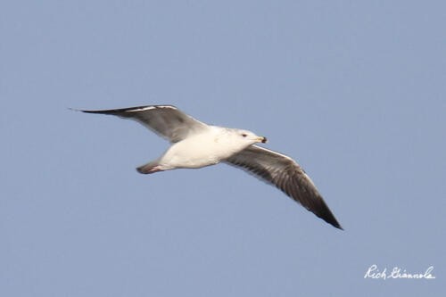 Ring-Billed Gull flying by me