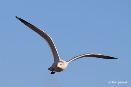 Ring-Billed Gull