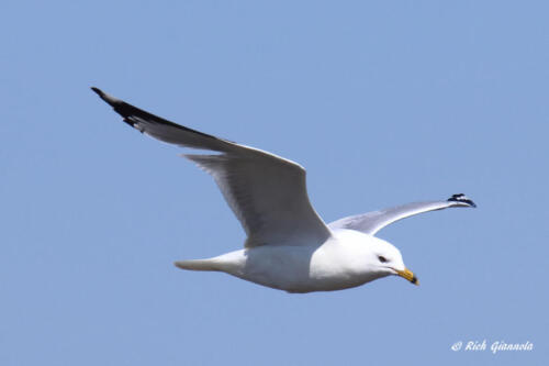 Ring-Billed Gull in flight