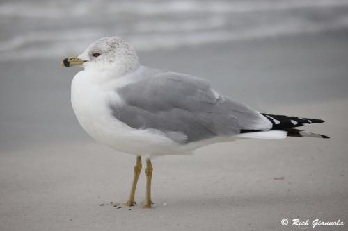 Ring-Billled Gull