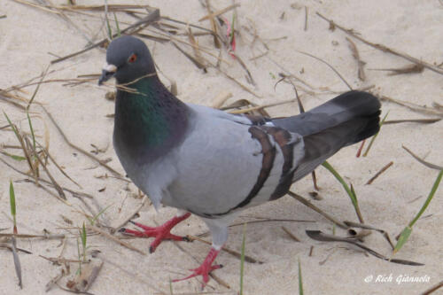 Rock Pigeon playing in the sand