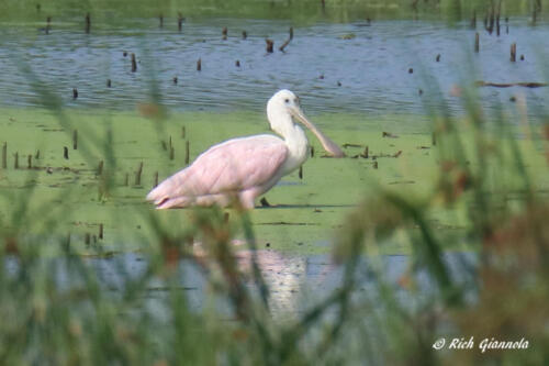 Roseate Spoonbill closeup in Shearness Pool