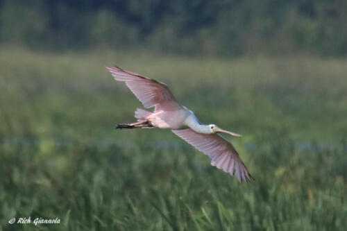 Roseate Spoonbill landing in Shearness Pool