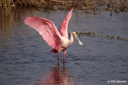 Roseate Spoonbill