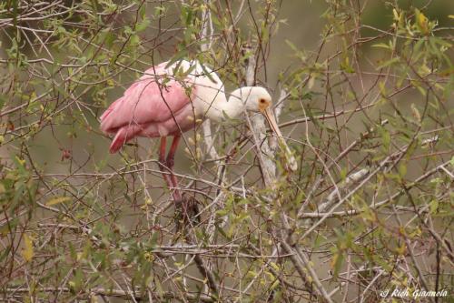 Roseate Spoonbill