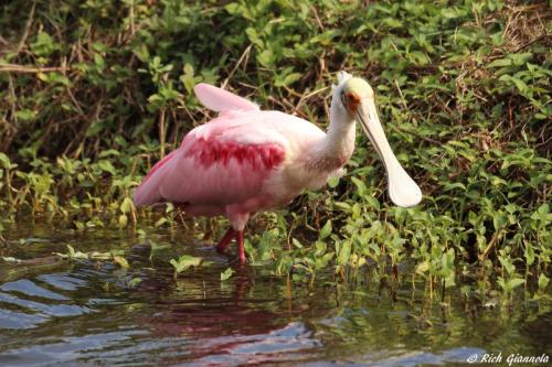 Roseate Spoonbill