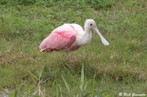 Roseate Spoonbill