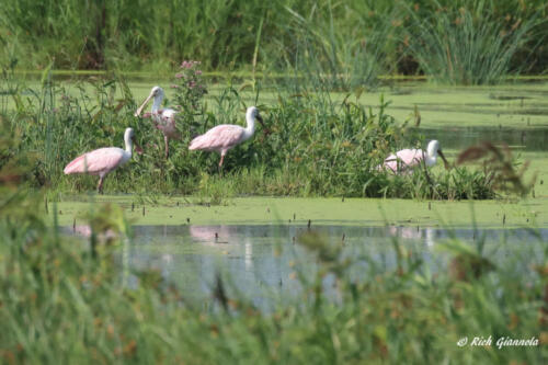 Four Roseate Spoonbills in Shearness Pool