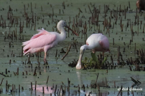 Two of the four Roseate Spoonbills