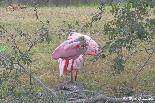 Roseate Spoonbills