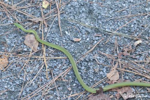 Rough Green Snake