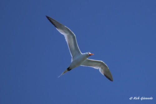 A soaring Royal Tern