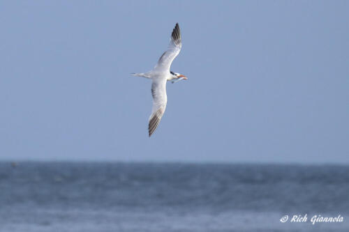 Royal Tern just grabbed a fish