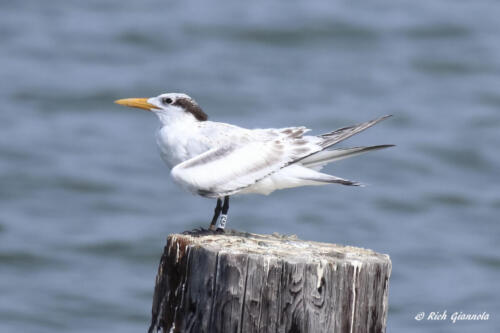 A banded Royal Tern