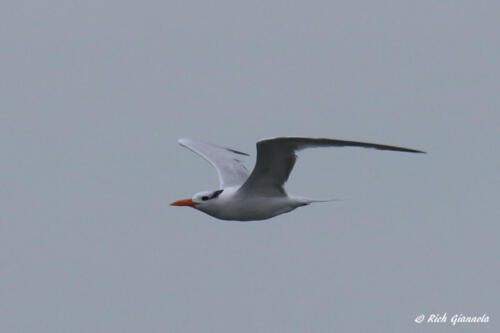 Royal Tern flying by